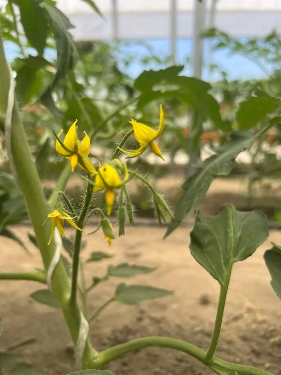 Fioritura del pomodoro: non lasciare nulla al caso
