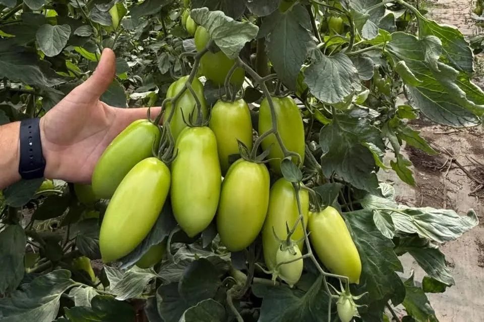 Pomodoro più forte e produttivo con DIOXI BIG