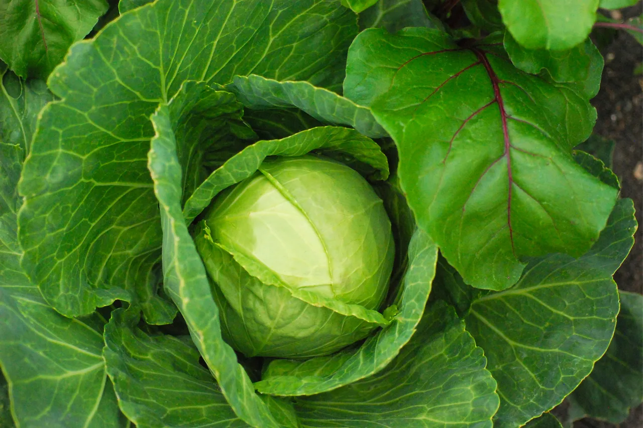 Brassicacee