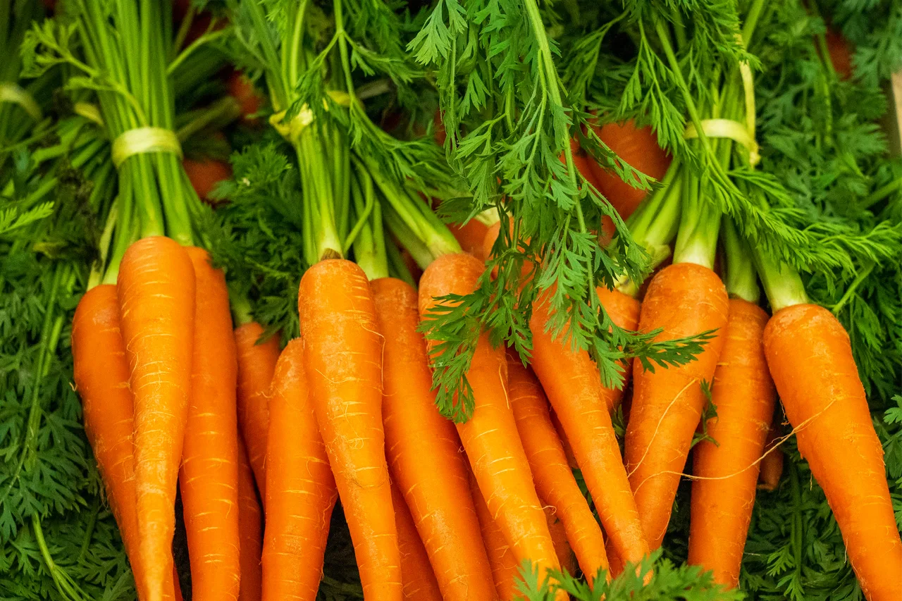 Carota