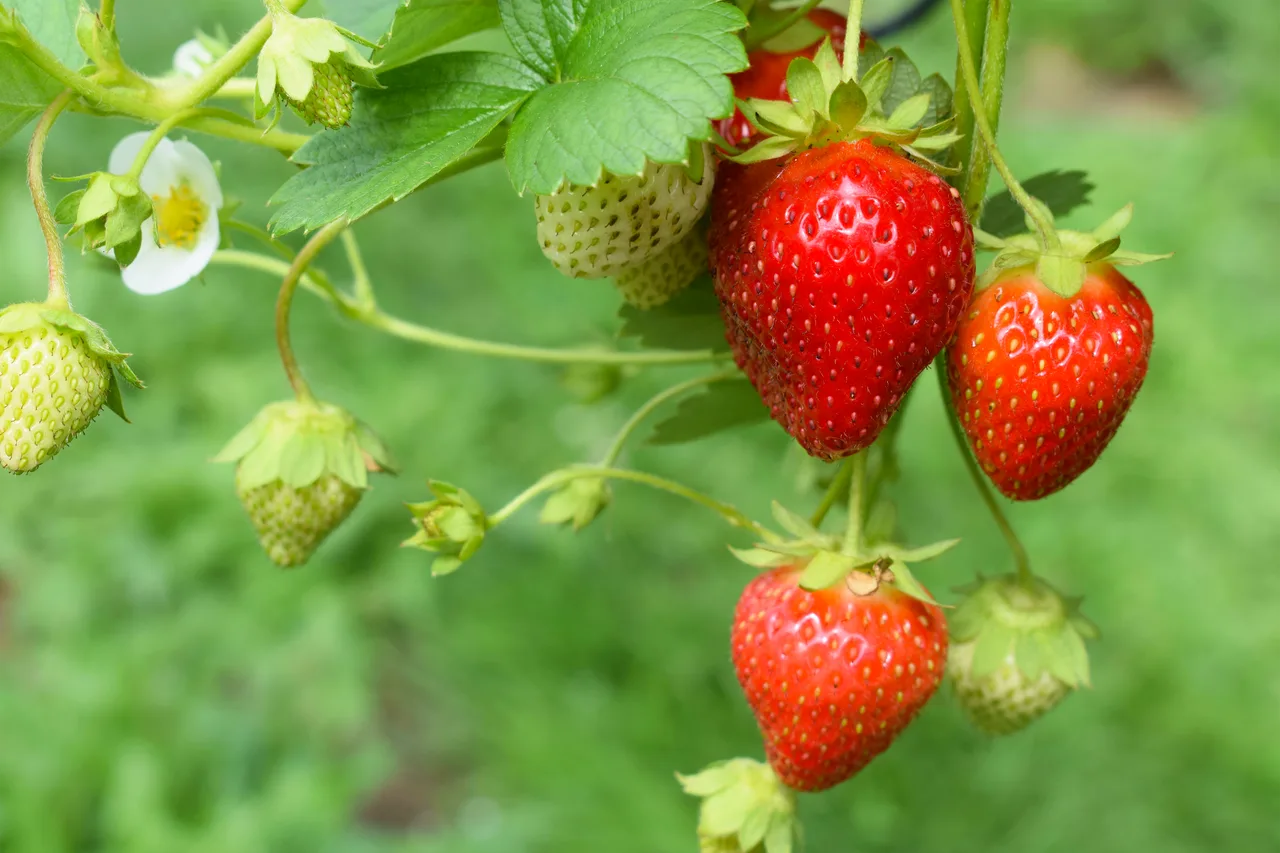 Fragola