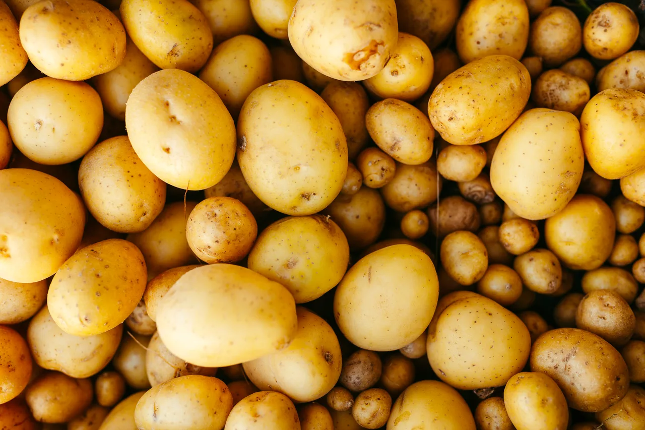 Patata