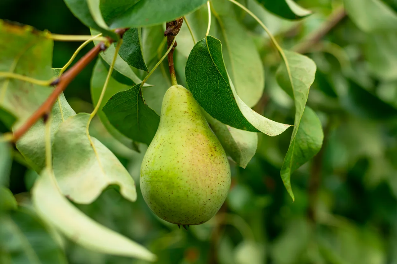 Pero