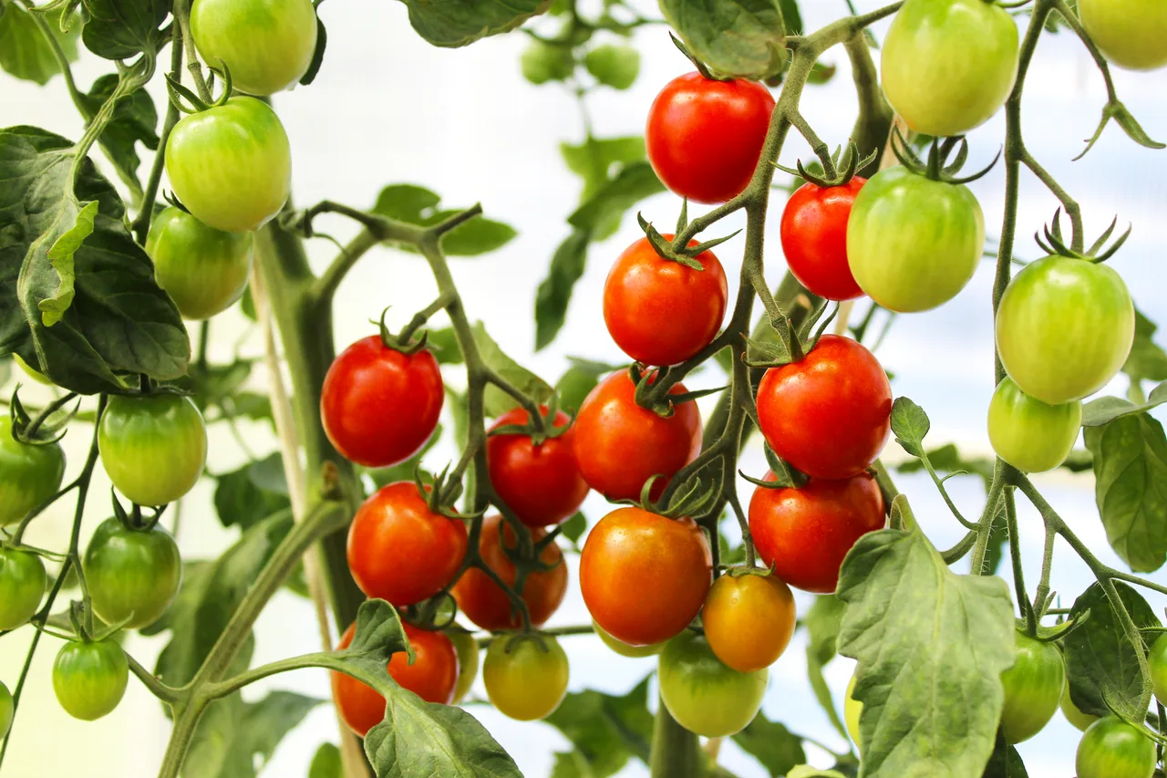 Pomodoro