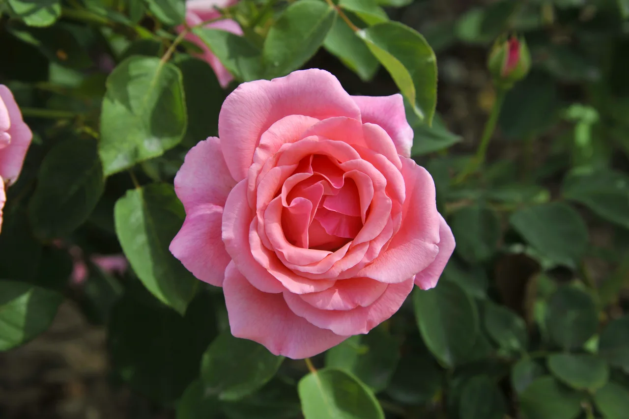 Rosa e fiori recisi