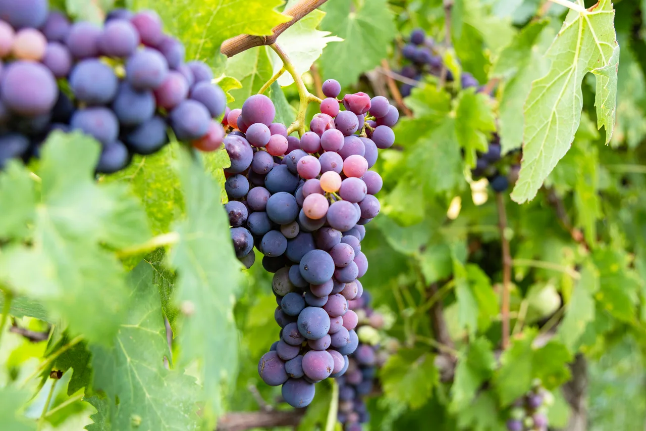 Vite da vino e da tavola