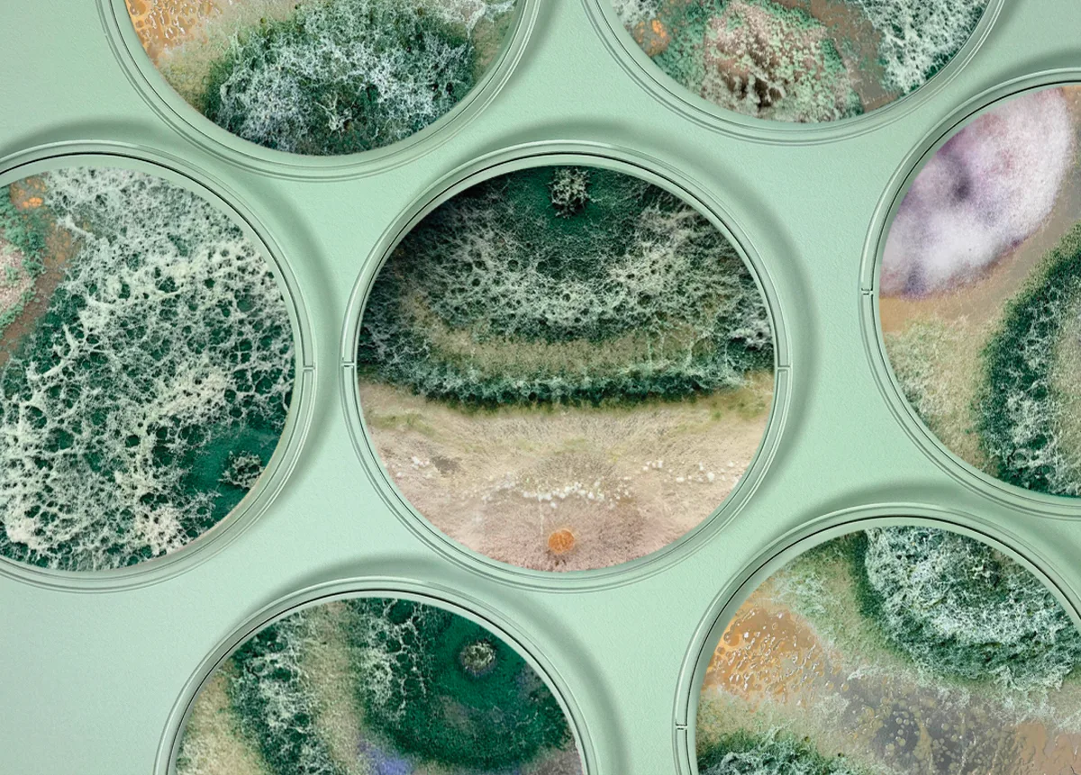 Fertilizzanti uso biologico a base di microrganismi