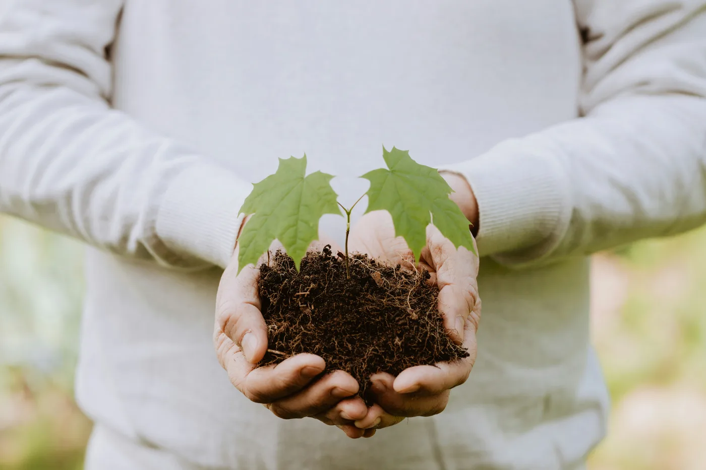 Mani che sostengono terreno fertile e una giovane pianta