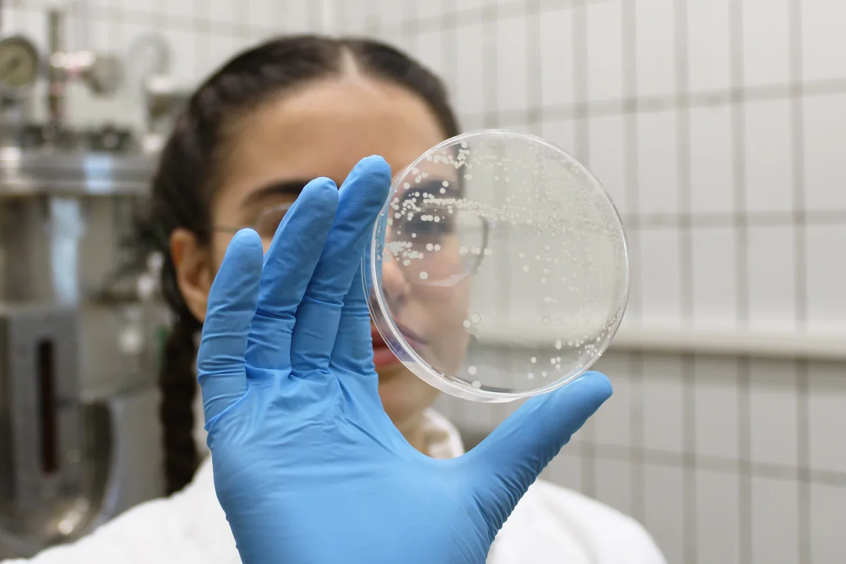 Piastra di coltura osservata in mano nel laboratorio Fertilab
