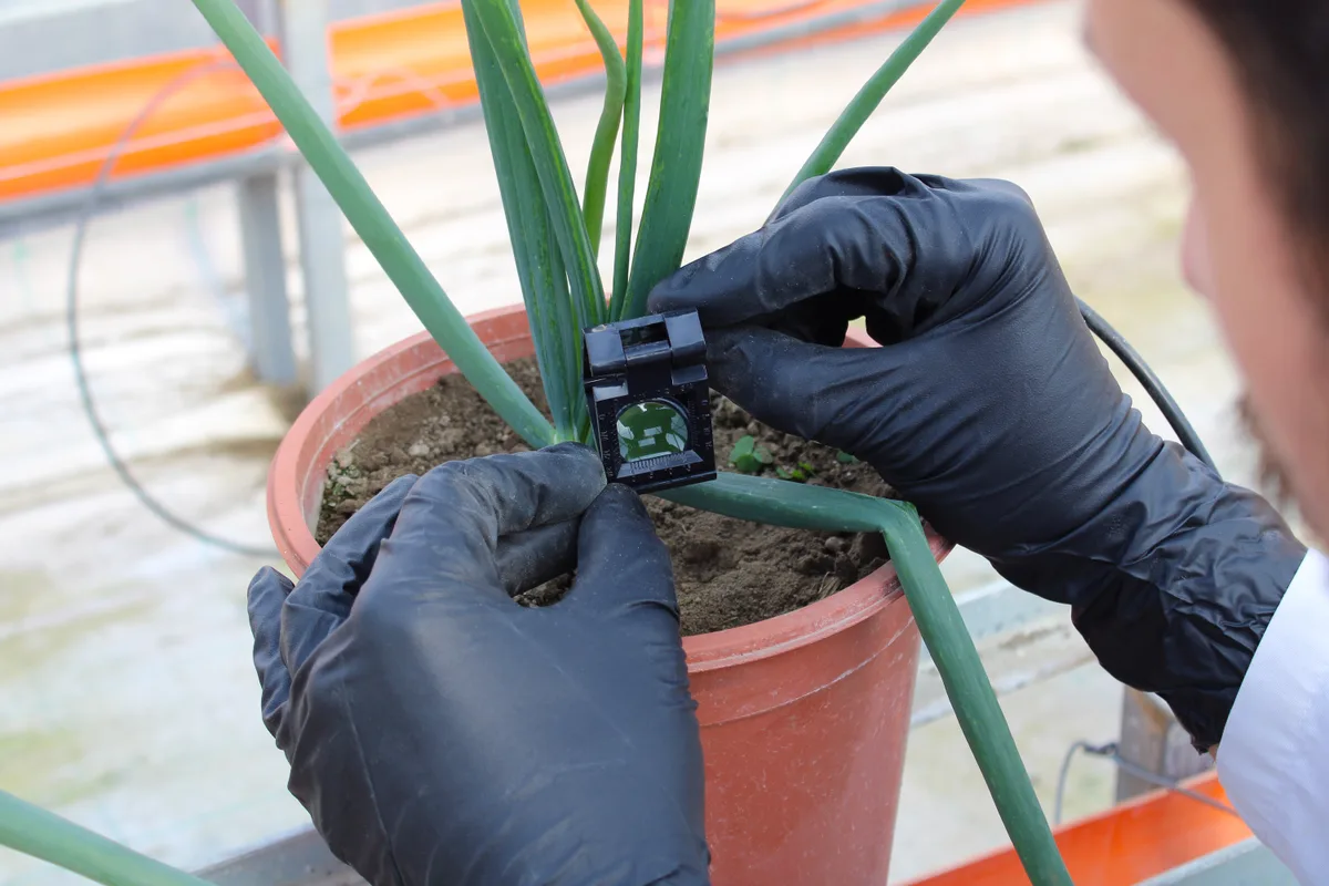 Rilievi su coltura in vaso nella serra sperimentale FERTILSERRA