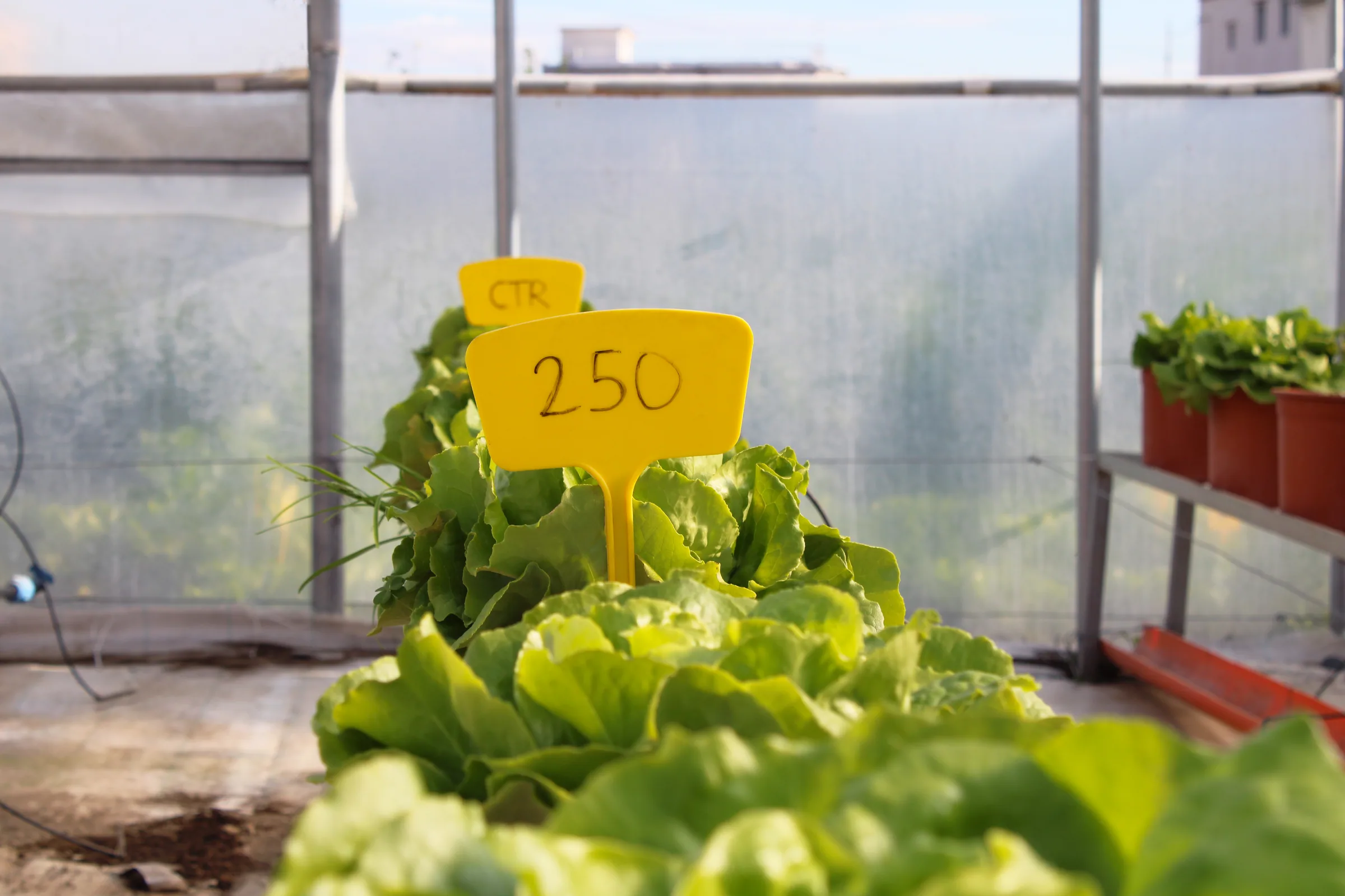 Insalata con cartellino di prova nella serra sperimentale FERTILSERRA