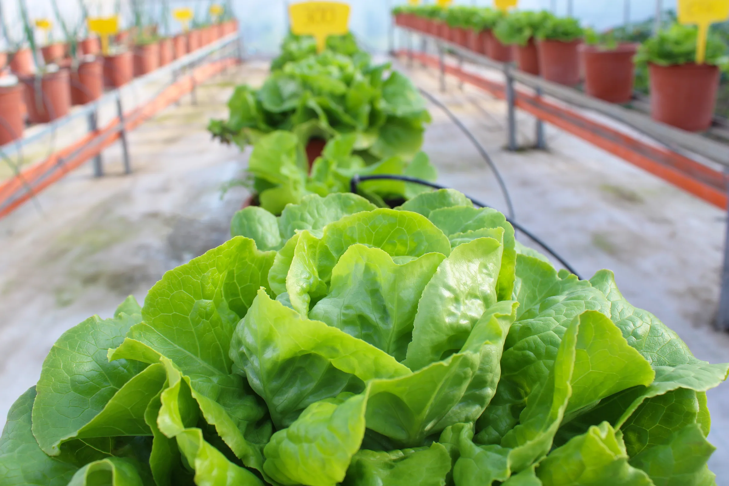 Insalata in sviluppo nella serra sperimentale FERTILSERRA